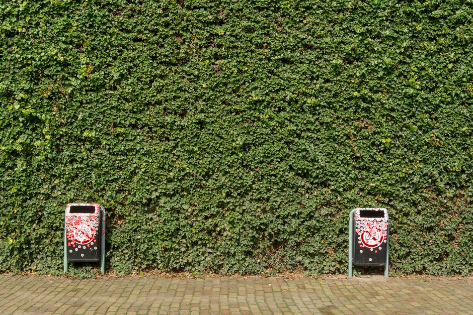 Two black metal rubbish bins with perforated tops and colorful printed designs featuring red, white, and black patterns are positioned on a paved walkway in front of a dense, neatly trimmed green hedge. The bins are placed at equal distances from the centre of the image, with the left bin closer to the viewer and the right bin farther back. The paved surface consists of rectangular bricks arranged in a linear pattern, with some small patches of dirt or leaves at the base of the hedge. The background hedge is composed of small, tightly packed green leaves, creating a uniform and lush appearance. The scene is illuminated by natural daylight, casting soft shadows on the ground and highlighting the texture of the hedge, the metallic finish of the bins, and the vibrant colors of the printed designs. The setting appears to be an outdoor urban or suburban area suitable for private waste collection services, such as those offered by House Clearance Finsbury Park, which provides alternative rubbish removal options.